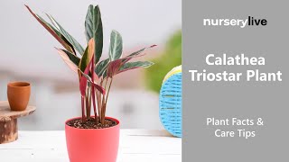 Plant Facts amp Care Tips  Ep 30  Calathea Triostar Plant [upl. by Aihsik]