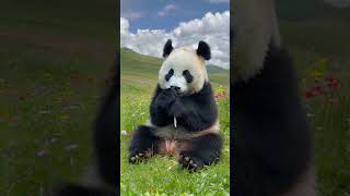 Field Feast Panda Edition 🐼🍃 animalshorts funnyanimals panda [upl. by Enilrahc516]