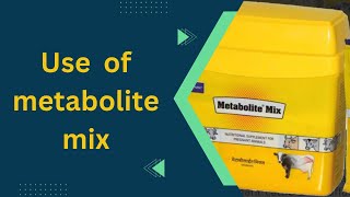 Use of metabolite mix powder in cattle like cows and buffalo etc [upl. by Golter]