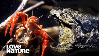 Alligator Snapping Turtle Lures Crayfish Into Deadly Trap  Love Nature [upl. by Bondie]