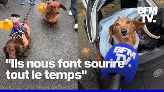 quotDes créateurs de bonheurquot plus de 2000 personnes réunies pour la marche des teckels à Paris [upl. by Soren]