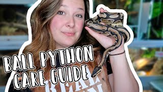 Ball Pythons 101 The Basic Ball Python Care Guide 2024 [upl. by Salba504]