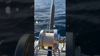 Talica 50 VS BIG GIANT BLUEFINTUNA tunafishing viralshort pesca ocean fishing bluefin shimano [upl. by Nick]