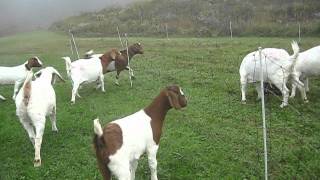 Goat Herding with Electronet fencing [upl. by Latihs881]