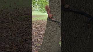 🌰🐿squirrel removes a nut from a tree squirrelvideos animalsvideo [upl. by Aihsak]