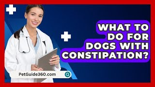 What To Do For Dogs With Constipation  PetGuide360com [upl. by Akinak621]