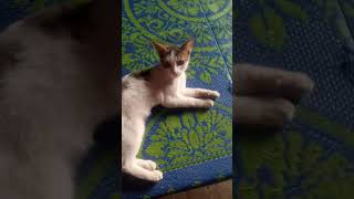 bollywood song🐈🐈😺😺😎 [upl. by Arondel451]