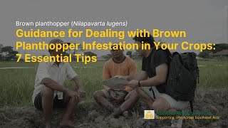 Seven Key Tips for Farmers to Combat and Prevent the Brown planthopper Infestation [upl. by Sevart]