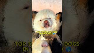 Top 10 Weakest Dogs In The World 🌎  दुनिया के सबसे कमजोर कुत्ते 🐕 [upl. by Mallina183]