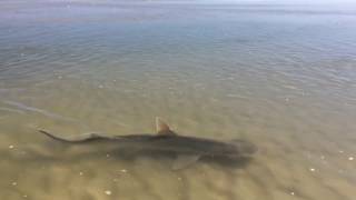 New Smyrna Beach Shark [upl. by Ansela]