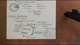 Cancer Development Part 4 [upl. by Mccartan]