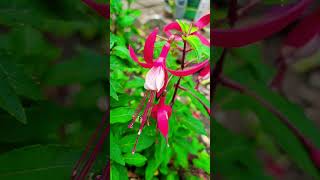 Fuchsias garden flowers [upl. by Dnomse982]