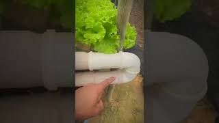 ¡Descubre cómo reciclar PVC para sembrar tus propios vegetales [upl. by Haidej]