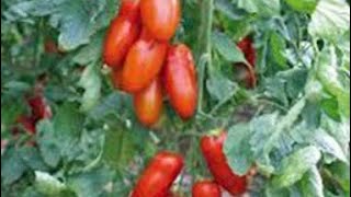 How long do San Marzano tomatoes take to germinate Experiment results [upl. by Justine]