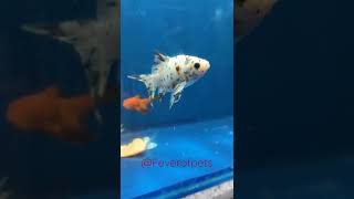 Calico Fantail Goldfish  shorts aquarium [upl. by Assirolc]