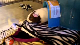 How To Take Your Guinea Pig Out of Their Cage [upl. by Ased]