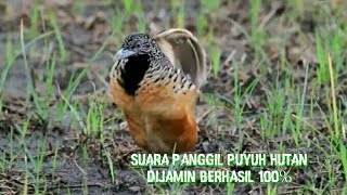 Suara mikat burung puyuh hutan [upl. by Ahseyi]