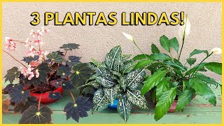 MINI LÍRIO DA PAZ AGLAONEMA COSTATUM E BEGÔNIA DARK  Veja como estão essas plantas após o replante [upl. by Woolcott745]