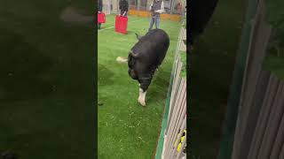 🥜 pig sus eastershow [upl. by Adnael]