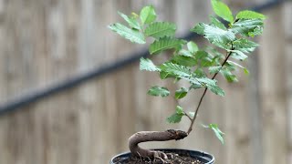 Elm Bonsai  curved root cutting  July 2024 [upl. by Ayar368]