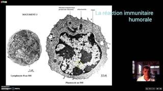La réaction immunitaire humorale [upl. by Knowles]