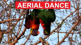 Lorikeet Aerial Dance  A Playful Evening Spectacle [upl. by Kironde421]