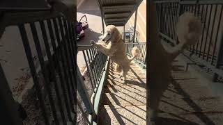 Pappy having fun climbing the stairs on a beautiful day  puppy dog doglovertrainyourdog [upl. by Neltiac]