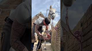 Farrier shoeing  oddlysatisfying horse asmr farrier equestrian fypシ [upl. by Ylremik]