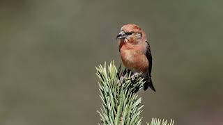 The sound of the RedCommon Crossbill  Bird Sounds  10 Hours [upl. by Hunt]