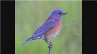 Bluebirds  How Do Bluebirds Protect Themselves [upl. by Nylecyoj366]