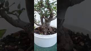 youtubeshorts bonsai bonsaitree yamadori olmos [upl. by Sublett615]