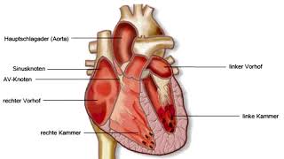 Herzrhythmusstörung Arrhythmien [upl. by Vasilek121]