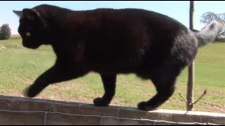 Max my three legged cat walking on fence [upl. by Nivla]