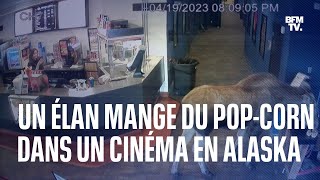 En Alaska un élan sintroduit dans un ciné et se sert en popcorn [upl. by Landahl]