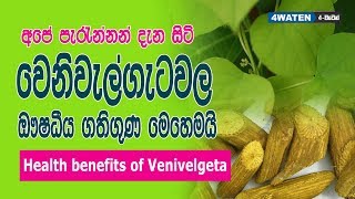 වෙනිවැල් ගැටවල ඖෂධීය ගුණ  Health benefits of Venivelgeta [upl. by Leela]