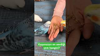 Kuşunuzun en sevdiği yem hangisi Yulafın kuşlar için faydaları [upl. by Yenttirb]