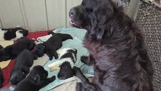 Newfoundlands of Umfleet Farms [upl. by Doak]