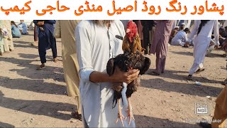 Peshawar Ring Road Haji camp Aseel murgha Mandi And birds market [upl. by Alcinia]