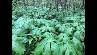 Learn about Mayapples [upl. by Yrakcaz]