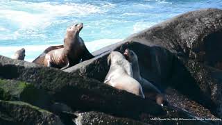 CMU student looks to restore sea lions’ roar [upl. by Anitsrik610]