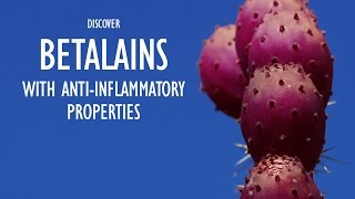 Nopalea Discover Betalians with Antiinflammatory Properties [upl. by Aicyle76]