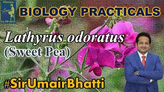 Plant Families Lathyrus odoratus  Sweet Pea  FSc Biology Practical  SirUmairBhatti [upl. by Nevart402]