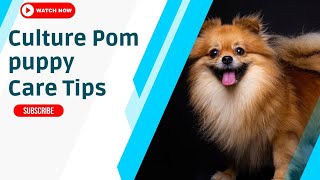 Culture Pom Puppy Care Tips Hindi [upl. by Bettye]