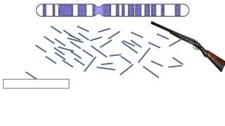 Shotgun Sequencing Simple Animation [upl. by Yrojram]