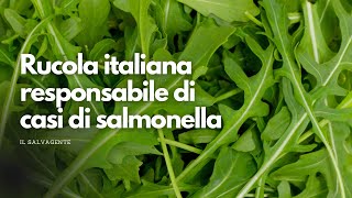 Rucola italiana responsabile di casi di salmonella [upl. by Bhatt]