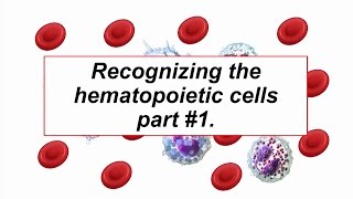 Hematology  Cell recognition  Fundamentals [upl. by Hymen385]