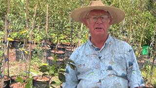 How to Grow Persimmon Trees [upl. by Lebatsirc]