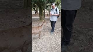 Bowing Deer Nara Park Japan March 2024 [upl. by Yanrahs]