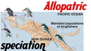 Allopatric speciation animation [upl. by Lagas]