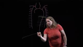 Arteries of the Thorax [upl. by Farrison]